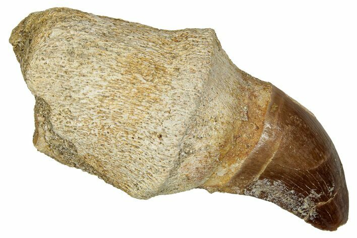 Fossil Rooted Mosasaur Tooth - Morocco #336339